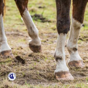 cheval ayant un abcès du sabot