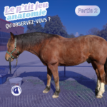 Le grand dorsal