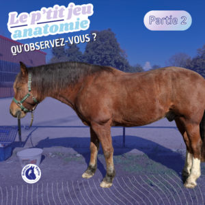 Le grand dorsal