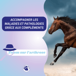 Arthrose cheval