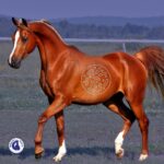 Prébiotiques, Probiotiques et Postbiotiques pour le cheval