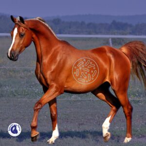 Prébiotiques, Probiotiques et Postbiotiques pour le cheval