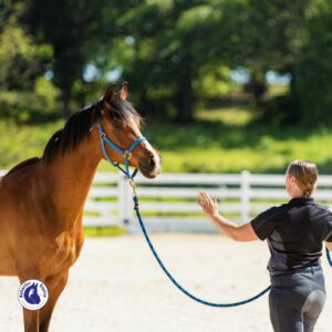 entraînement du jeune cheval