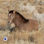 le sommeil chez le cheval