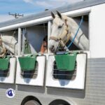 nourrir votre cheval lors du transport