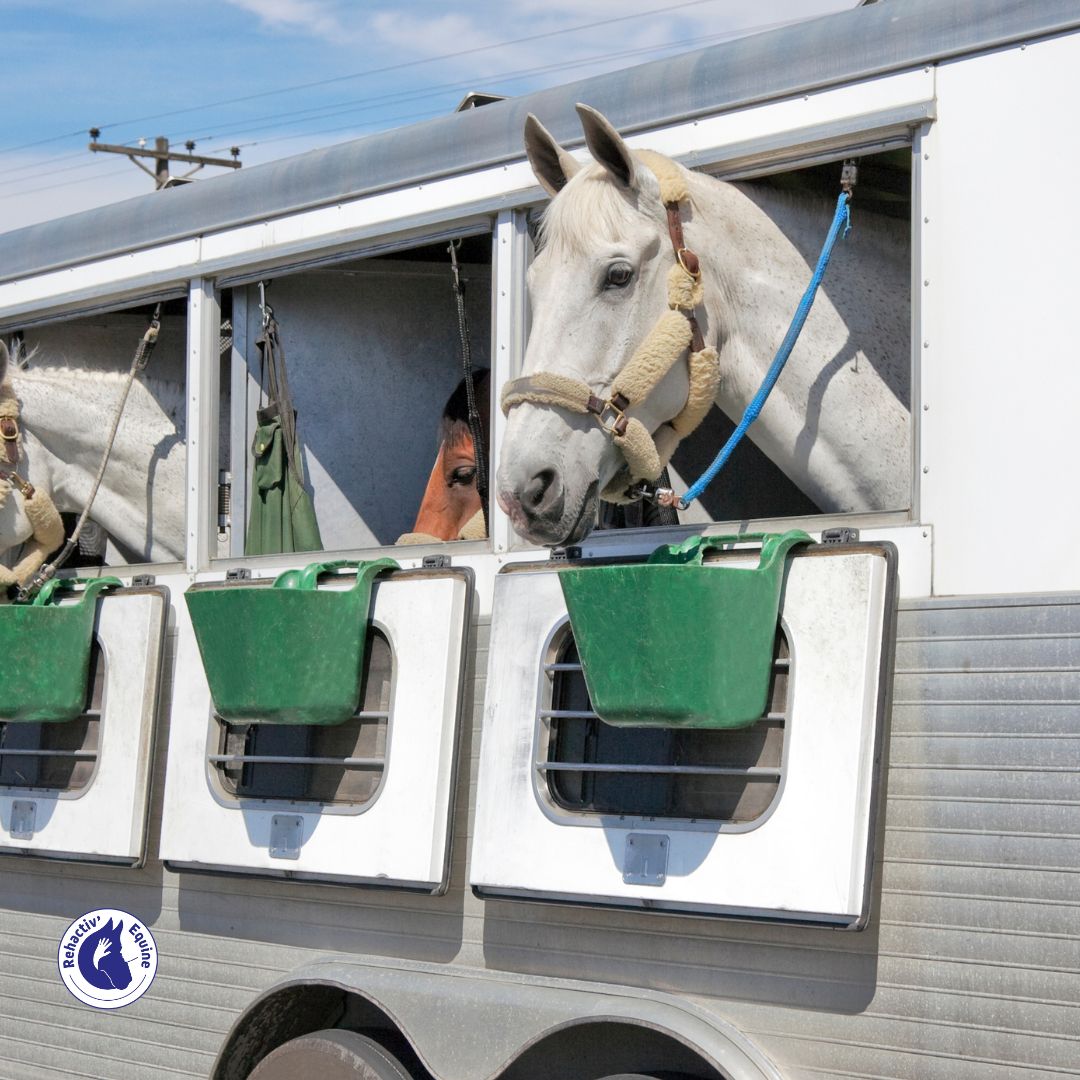 nourrir votre cheval lors du transport