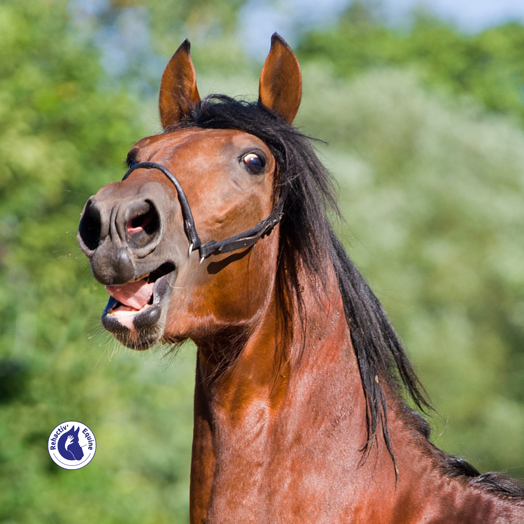 Le stress chez le cheval