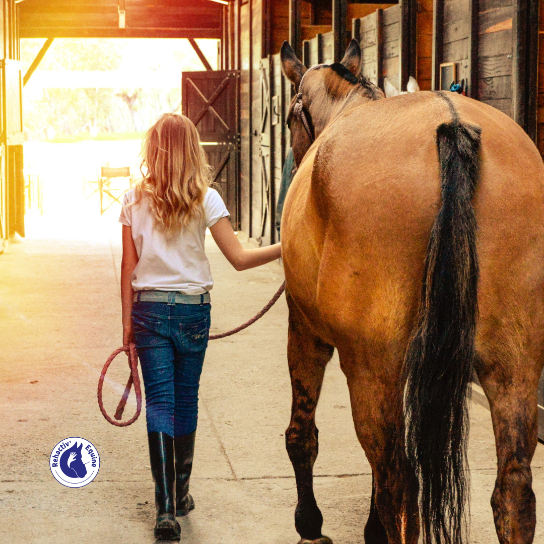 apprentissage du cheval