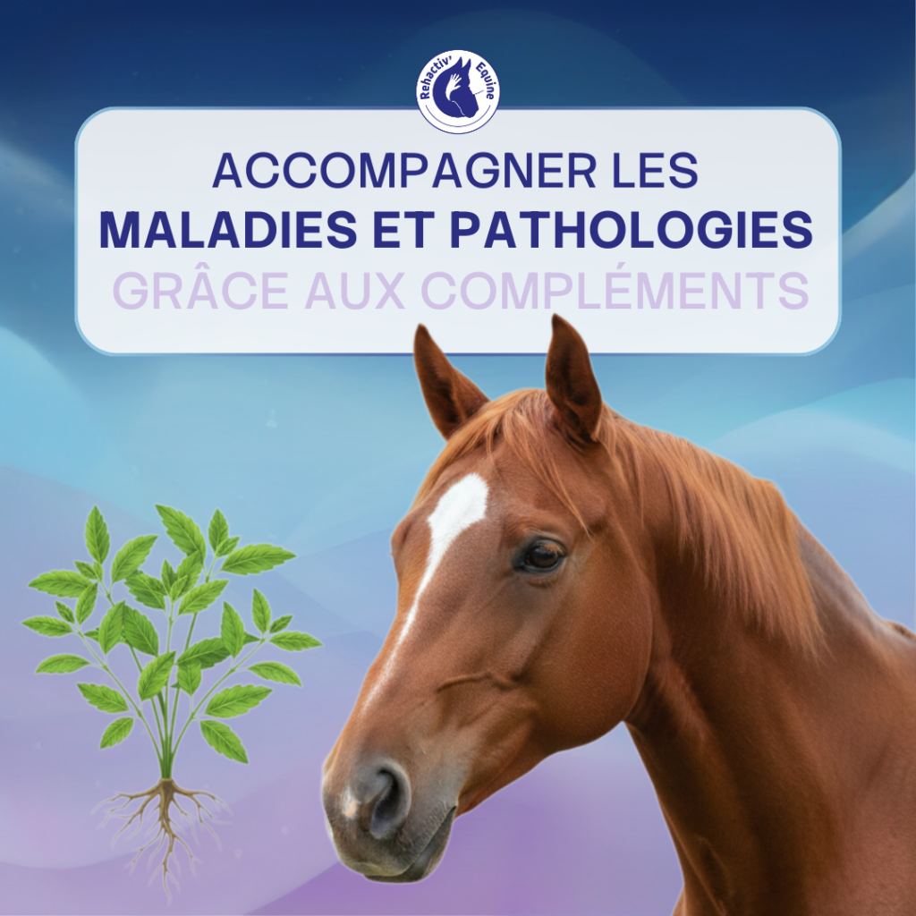 Accompagner son cheval grâce aux compléments