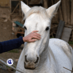 Personnalité du cheval
