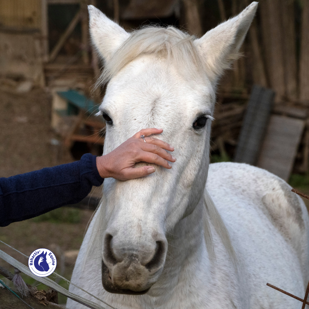 Personnalité du cheval