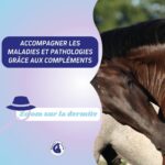 dermite estivale