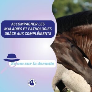dermite estivale