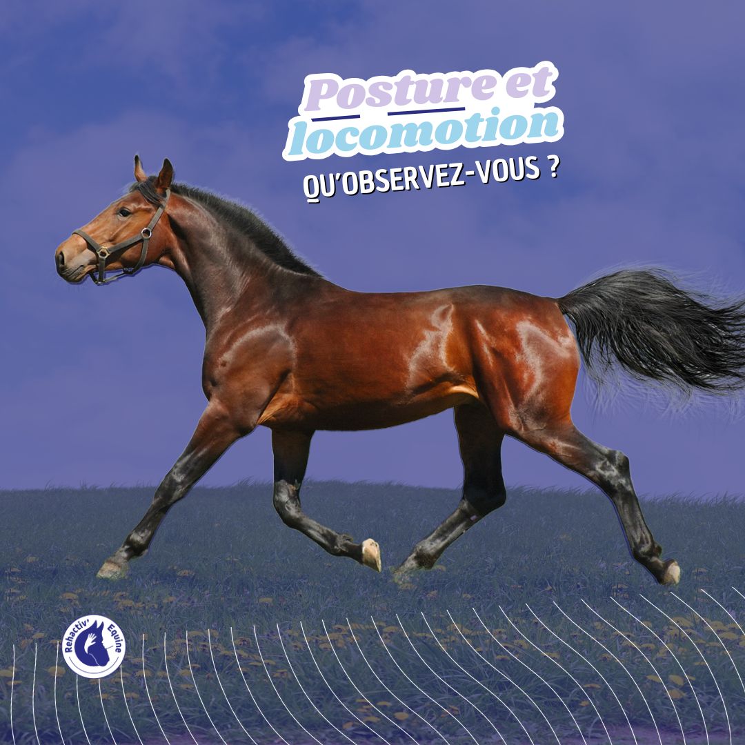 hyper-extension dorsale