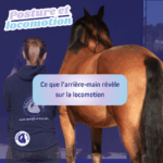 Observer son cheval de dos