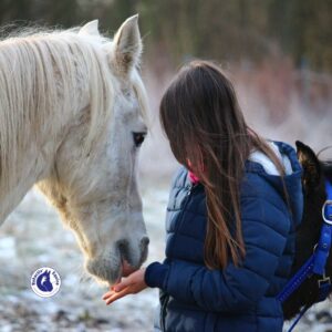 émotions des chevaux - Lien homme cheval