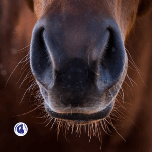 Les vibrisses du cheval