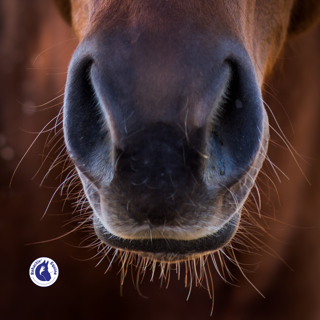 Les vibrisses du cheval