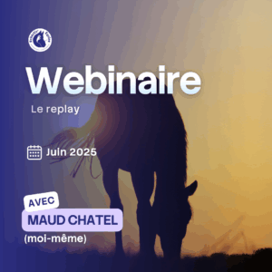 Gérer son cheval l'été
