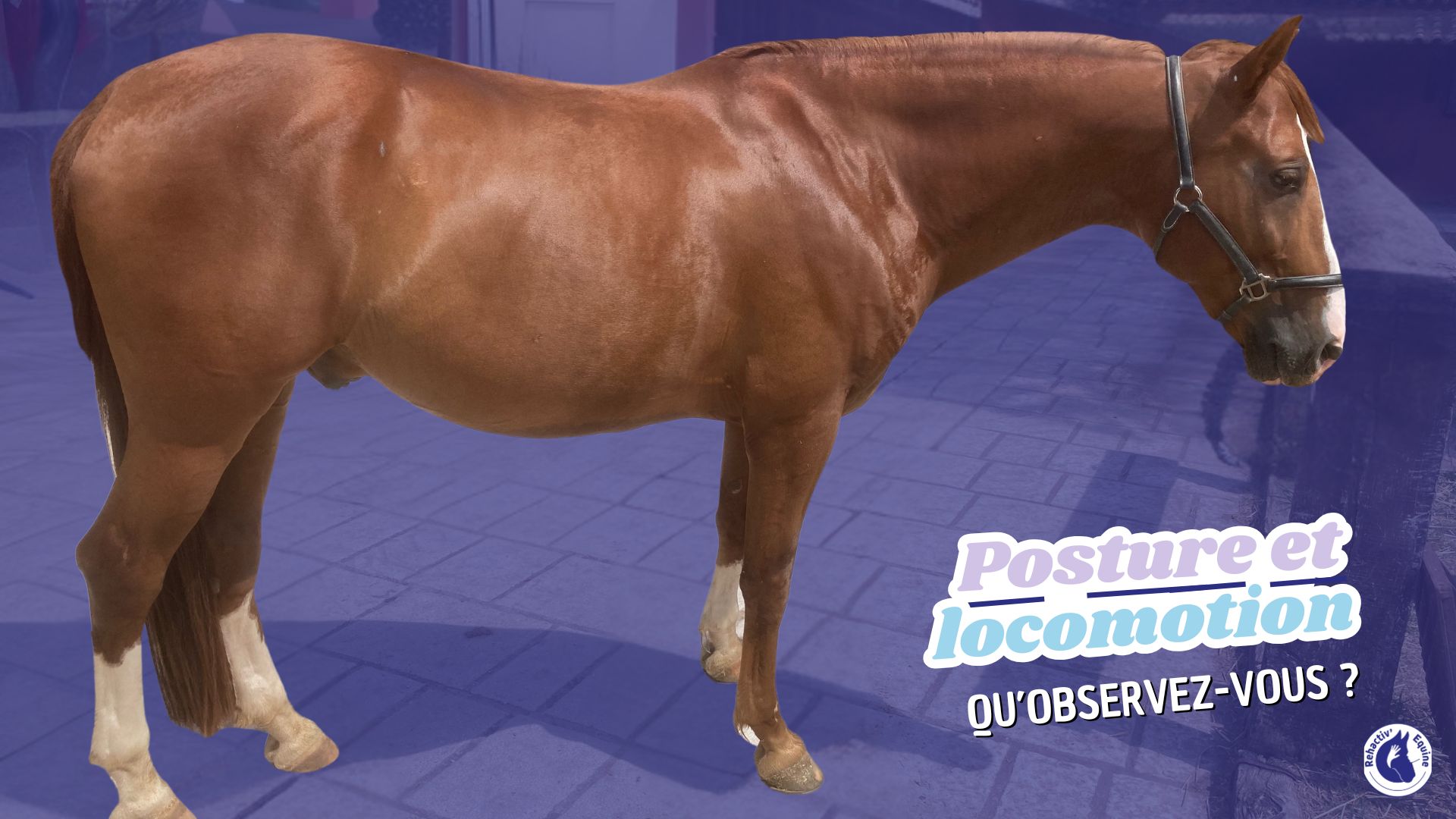 Pathologie sacro-iliaques chez le cheval