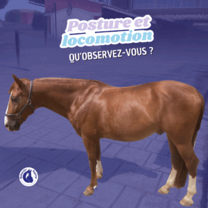 Lindo sacro-iliaques