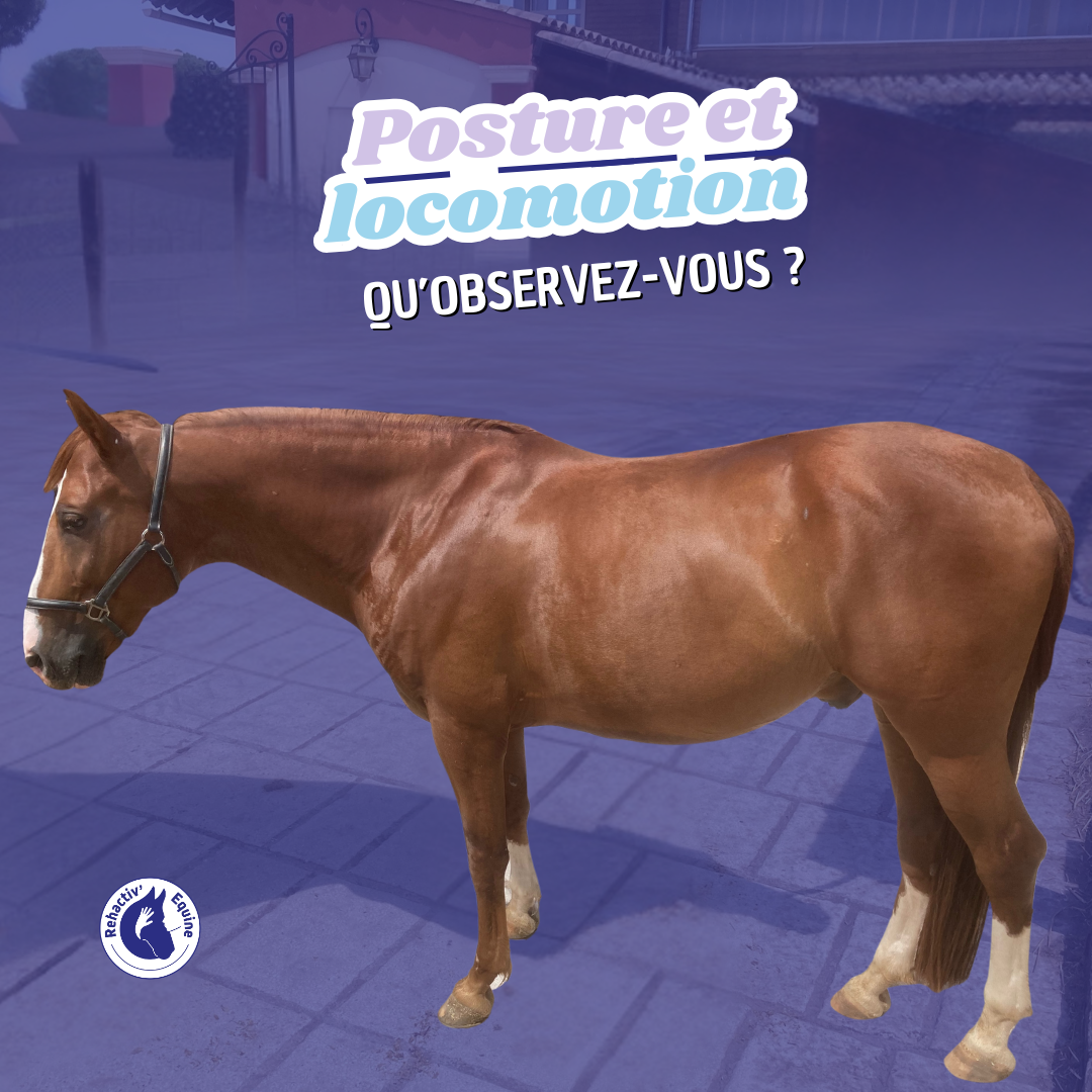 Lindo sacro-iliaques