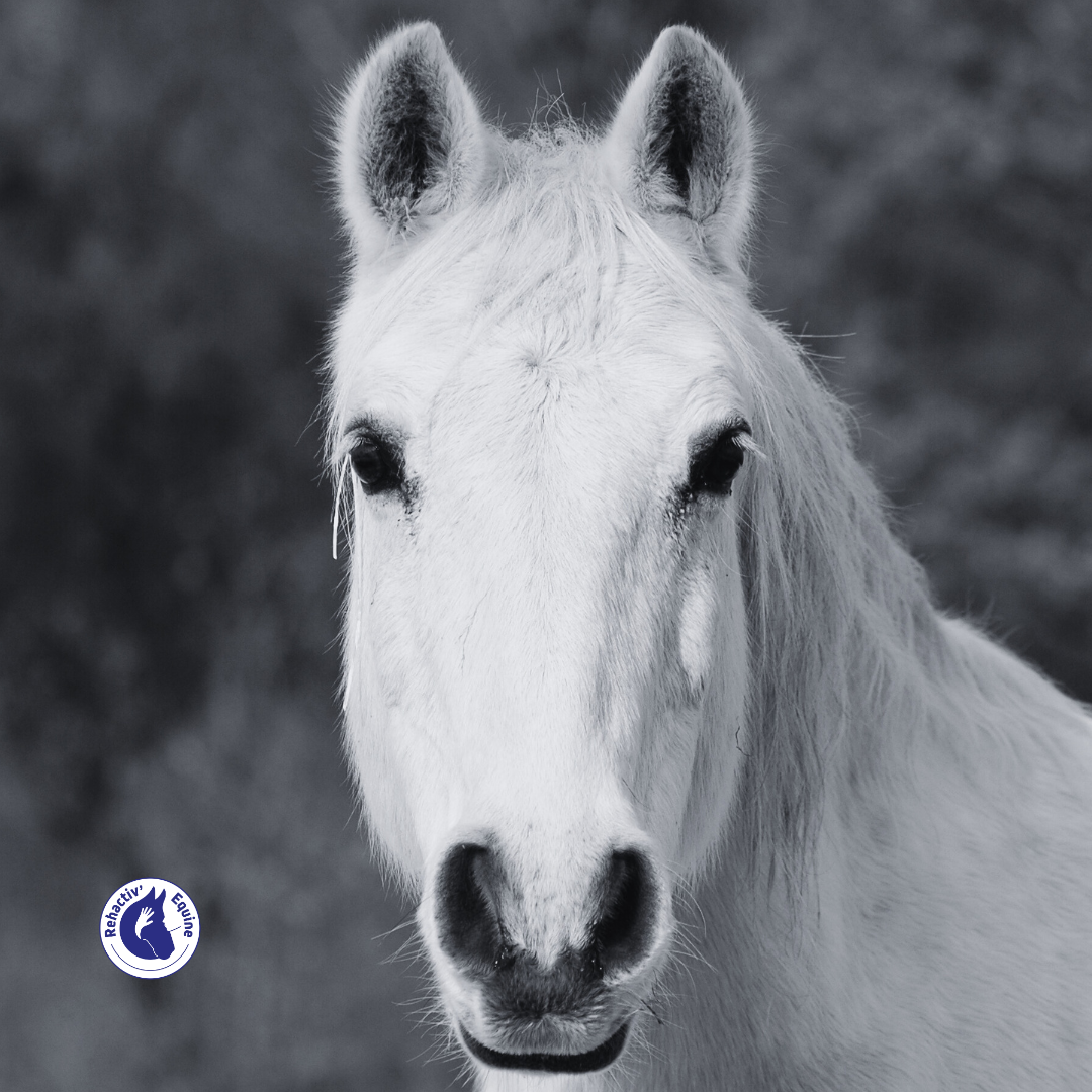 Expression faciales - Introduction