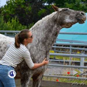 Shiatsu équin et méridiens