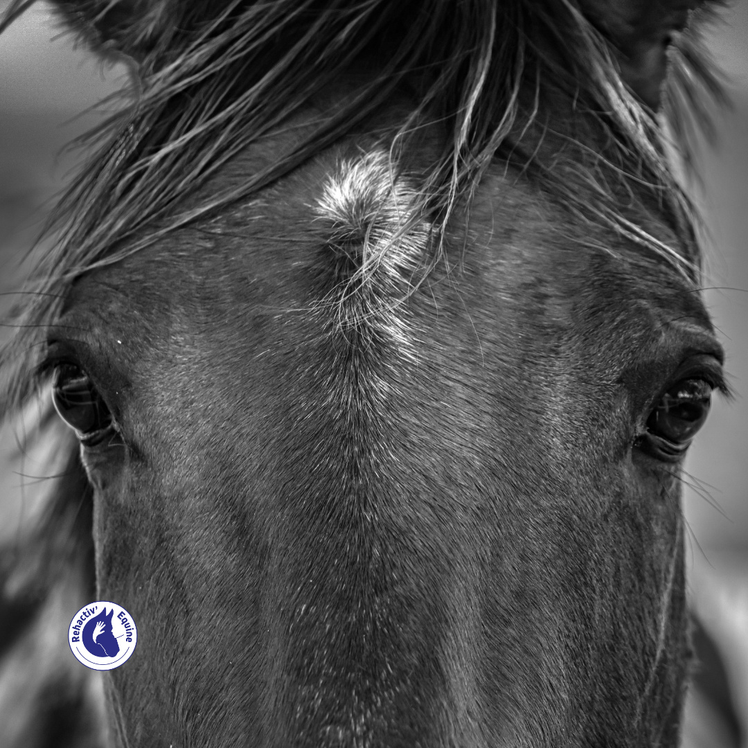 apprend à lire ton cheval