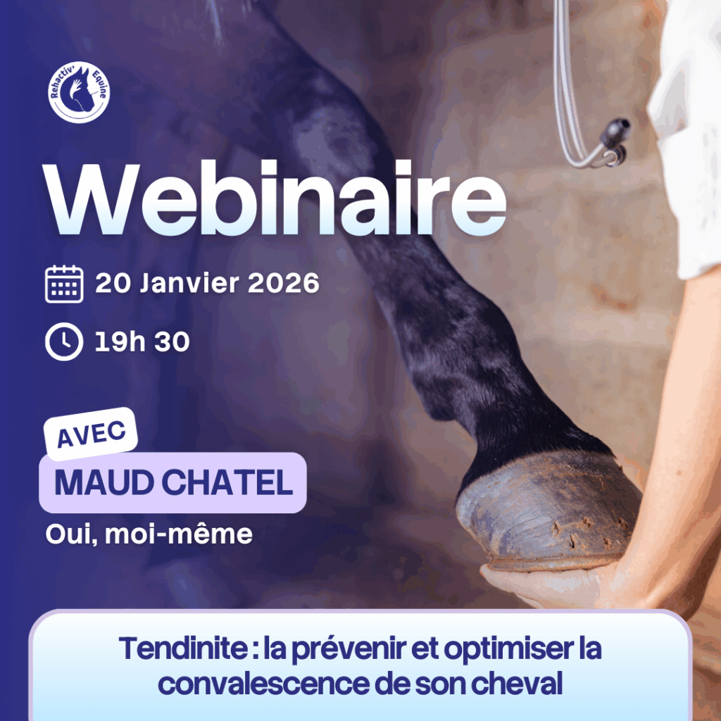 Tendinite du cheval