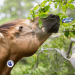 minéraux organiques pour le cheval