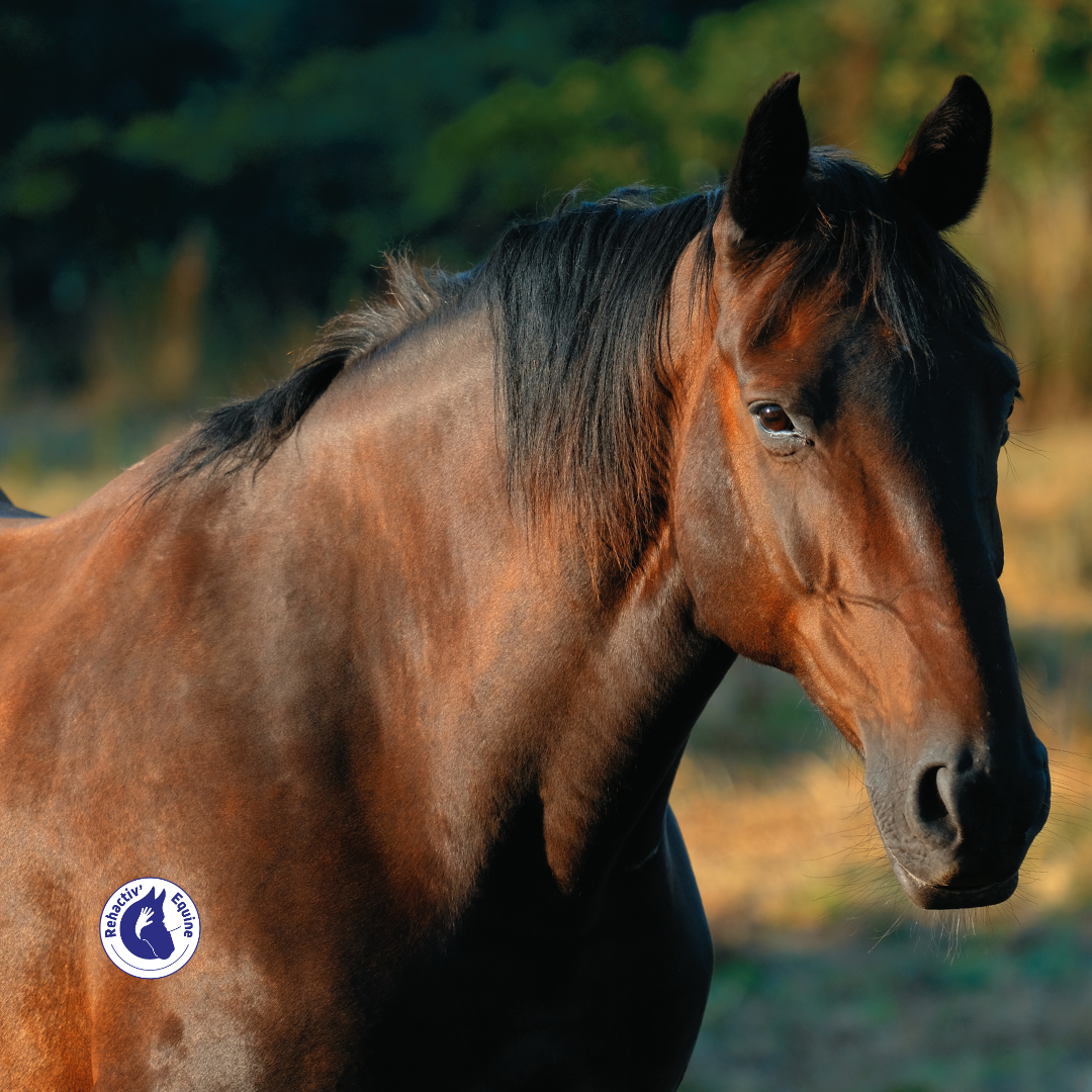 Le syndrome de wobbler