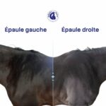 Dissymétrie des épaules chez le cheval