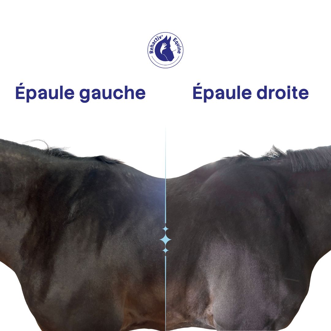 Dissymétrie des épaules chez le cheval
