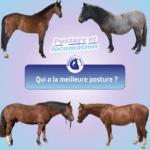 bonne posture du cheval