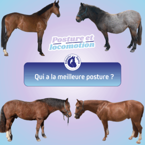 bonne posture du cheval