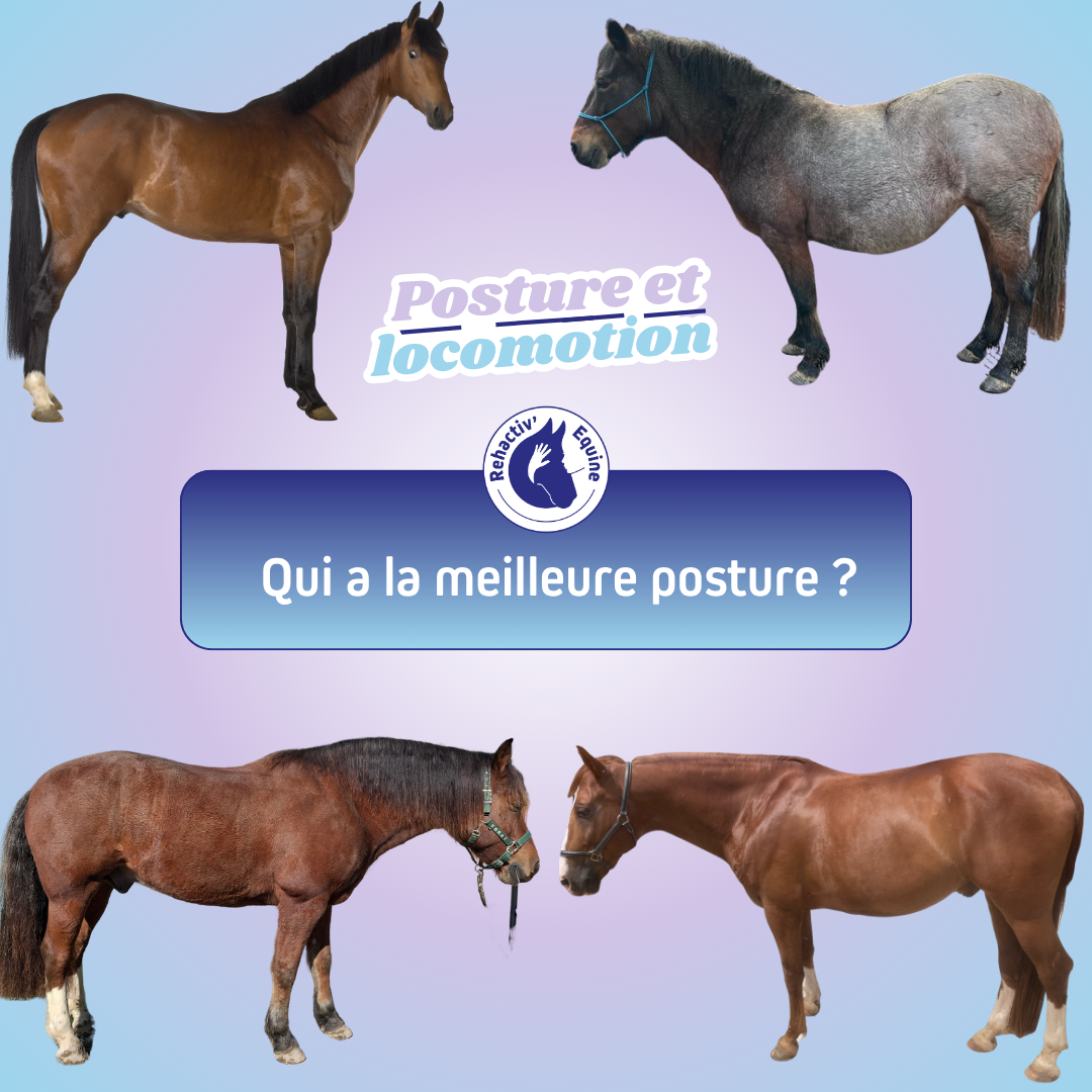 bonne posture du cheval