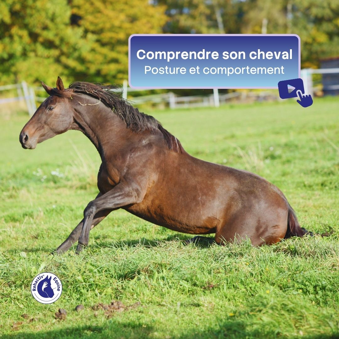 expressions posturales