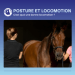 Qu'est-ce qu'une bonne locomotion chez le cheval