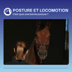 Qu'est-ce qu'une bonne posture chez le cheval ?