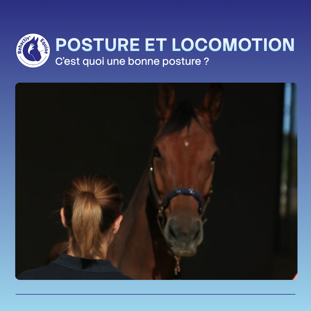 Qu'est-ce qu'une bonne posture chez le cheval ?