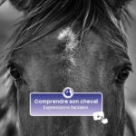 comprendre son cheval : expressions faciales
