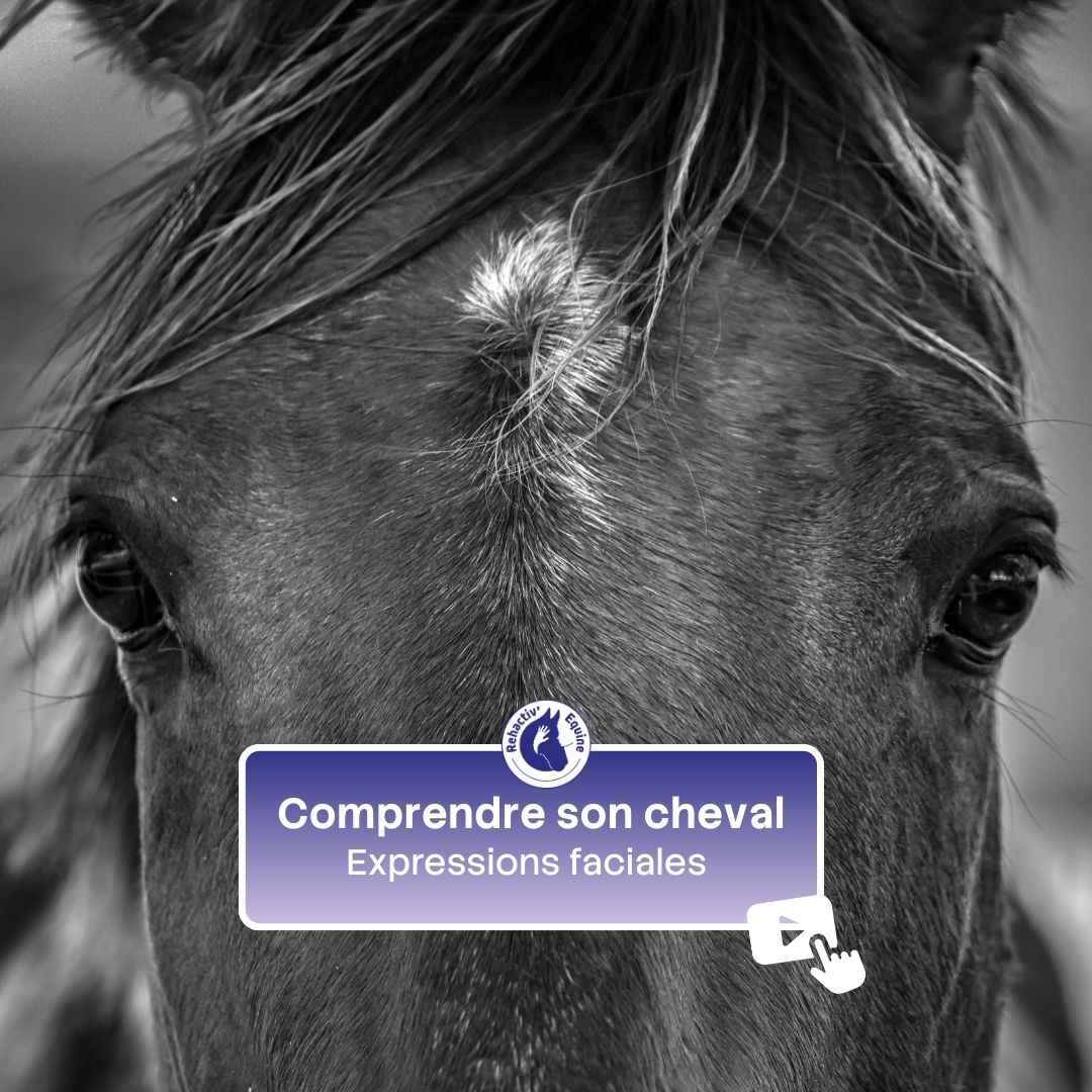comprendre son cheval : expressions faciales