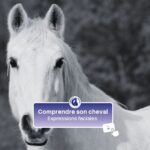 comprendre son cheval : expressions faciales