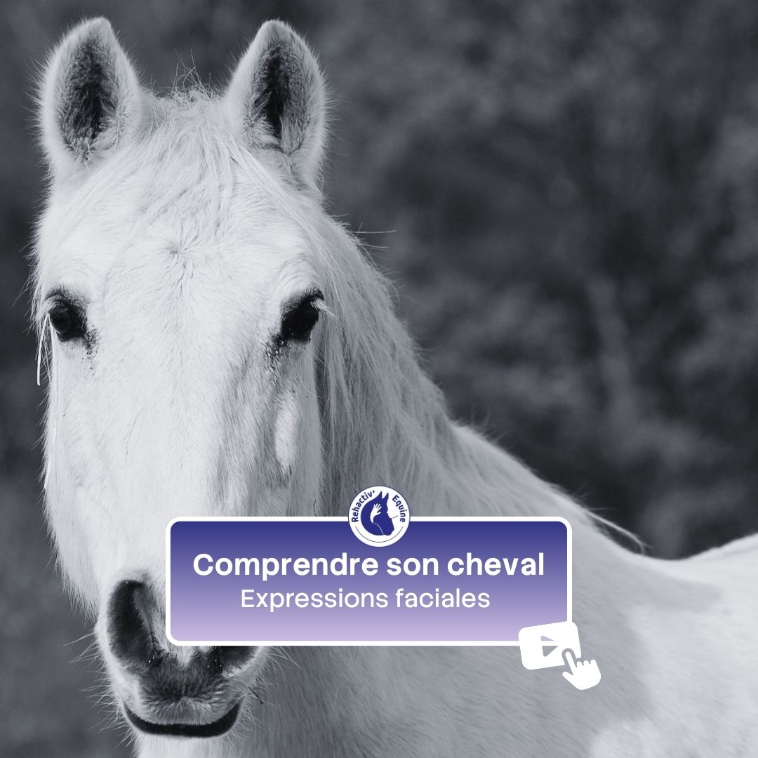 comprendre son cheval : expressions faciales