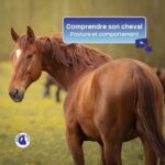 comprendre son cheval : posture et comportement