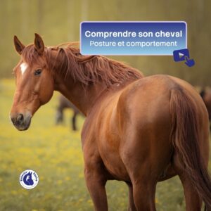 comprendre son cheval : posture et comportement