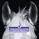 Comprendre son cheval - le pansage - Emilie