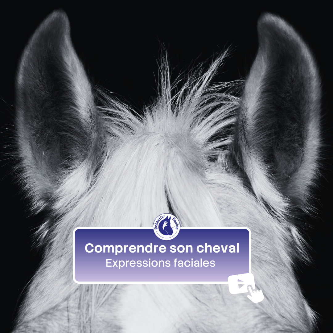 Comprendre son cheval - le pansage - Emilie