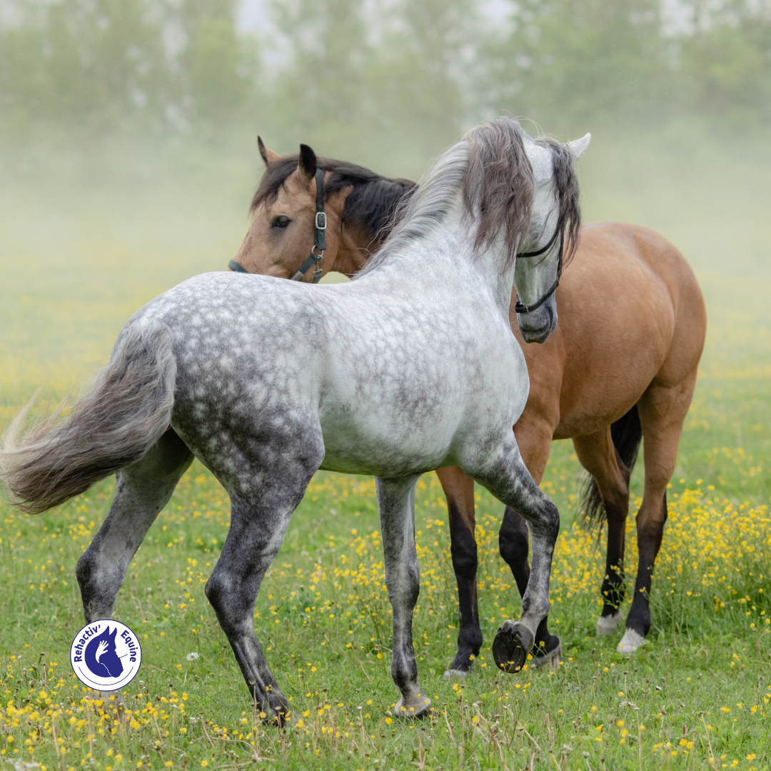 Castration du cheval